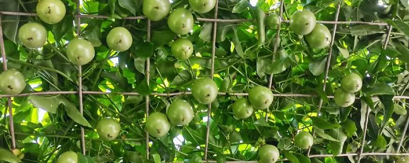 百香果怎么种植，每亩地栽培100-200株