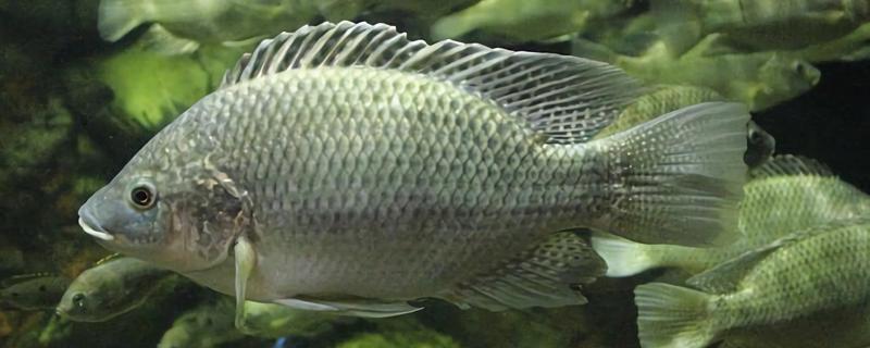 罗非鱼是不是福寿鱼，属于同一品种只是叫法不同