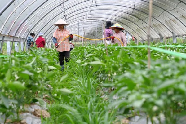 怎么发展壮大乡村产业,需加快发展农村特色产业