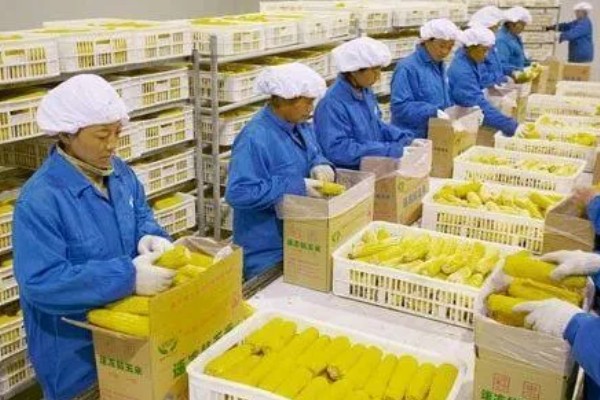 怎么发展壮大乡村产业,需加快发展农村特色产业