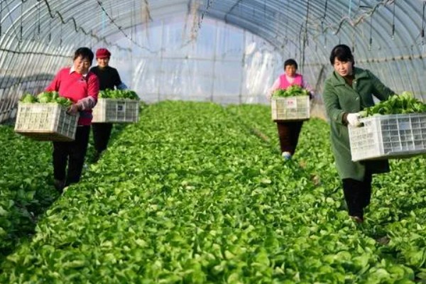 怎么发展壮大乡村产业,需加快发展农村特色产业