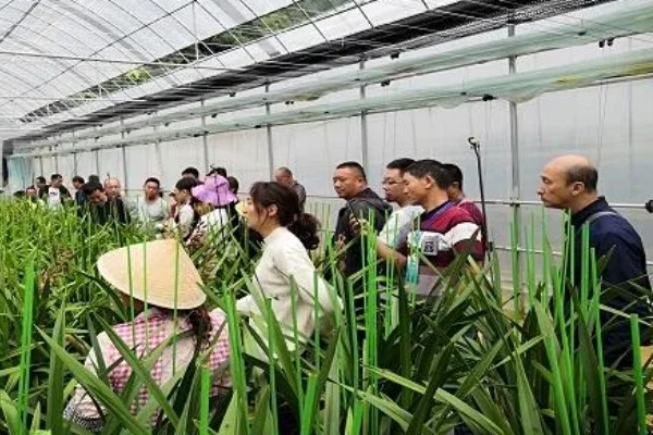 怎么发展壮大乡村产业,需加快发展农村特色产业