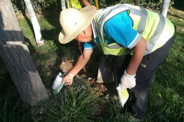 银杏树的叶子形状，呈扇形
