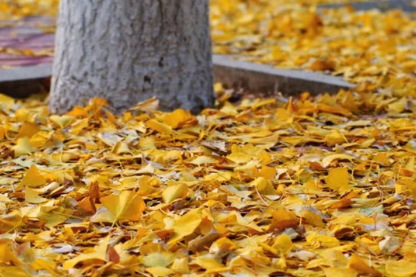 银杏树的叶子形状，呈扇形