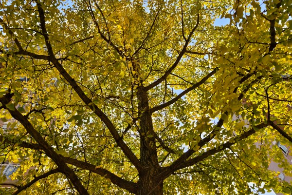 银杏树的叶子形状，呈扇形