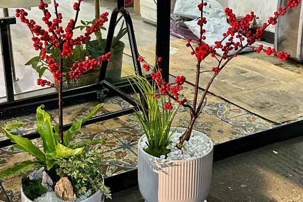 冬青能不能放卧室，室内无法满足光照需求