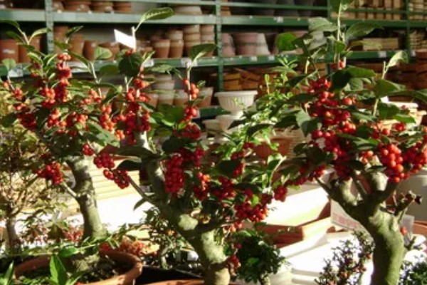 冬青能不能放卧室，室内无法满足光照需求