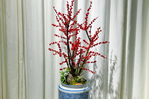 冬青能不能放卧室，室内无法满足光照需求