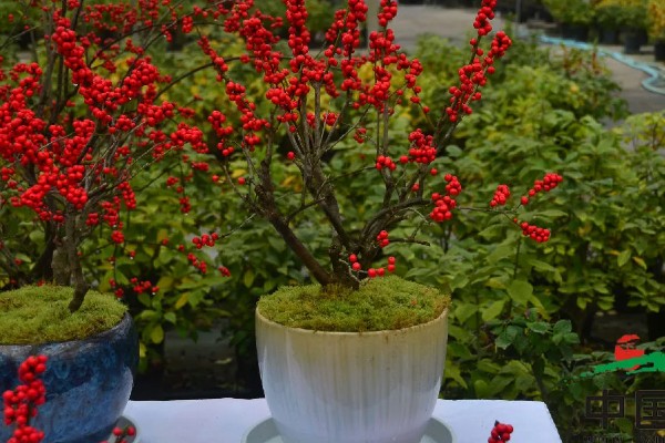 冬青能不能放卧室，室内无法满足光照需求