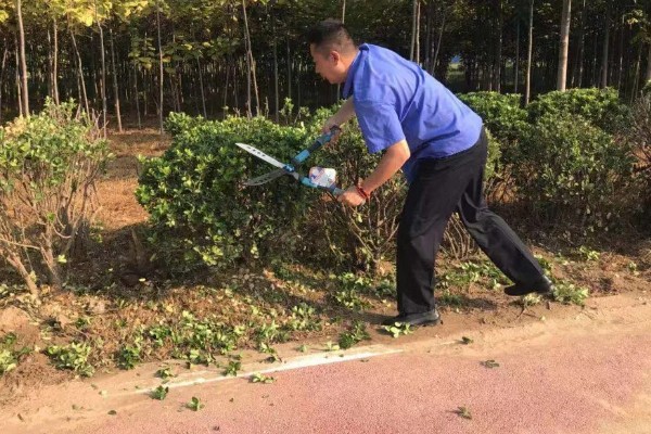 冬青能不能放卧室，室内无法满足光照需求