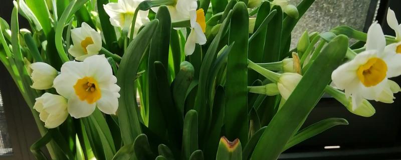 水仙花的花语，代表吉祥如意、思念想念等含义
