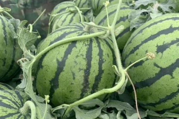 西瓜可以放冰箱多久，完整的可以放冰箱7天以上