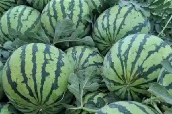 西瓜可以放冰箱多久，完整的可以放冰箱7天以上