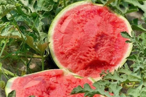 西瓜可以放冰箱多久，完整的可以放冰箱7天以上