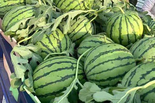 西瓜可以放冰箱多久，完整的可以放冰箱7天以上