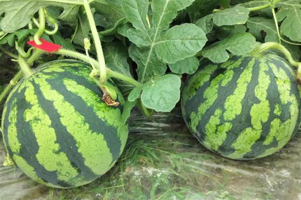 西瓜可以放冰箱多久，完整的可以放冰箱7天以上