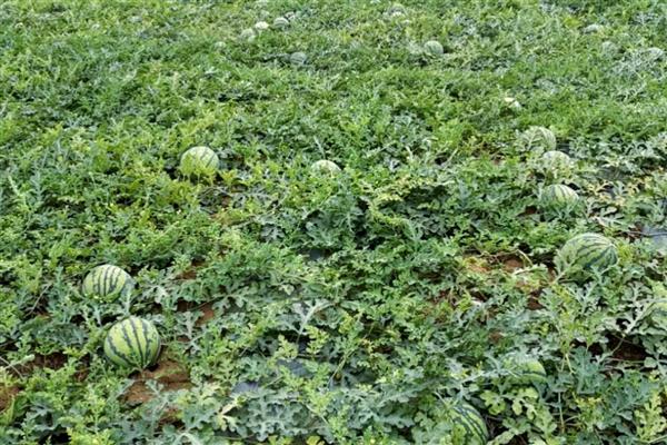 西瓜可以放冰箱多久，完整的可以放冰箱7天以上