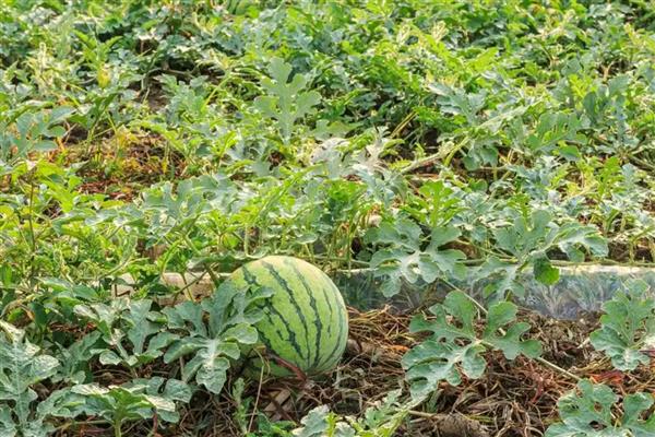 西瓜可以放冰箱多久，完整的可以放冰箱7天以上