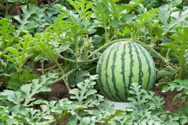 西瓜可以放冰箱多久，完整的可以放冰箱7天以上