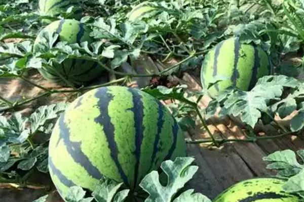 西瓜可以放冰箱多久，完整的可以放冰箱7天以上