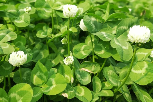 三叶草的花语，寓意着希望、幸福、健康