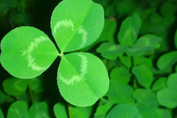 三叶草的花语，寓意着希望、幸福、健康