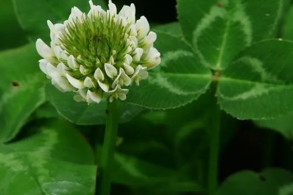 三叶草的花语，寓意着希望、幸福、健康