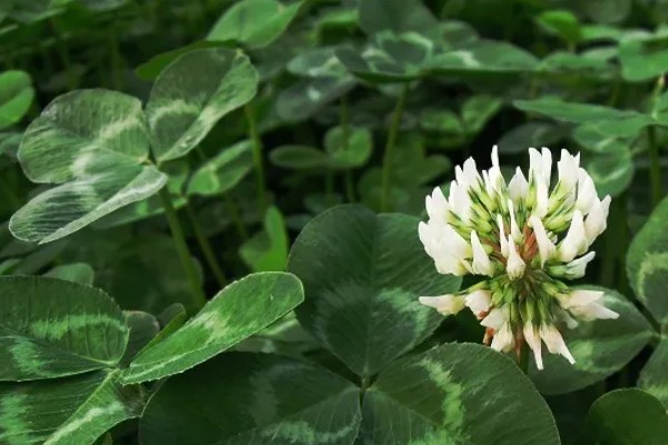 三叶草的花语，寓意着希望、幸福、健康