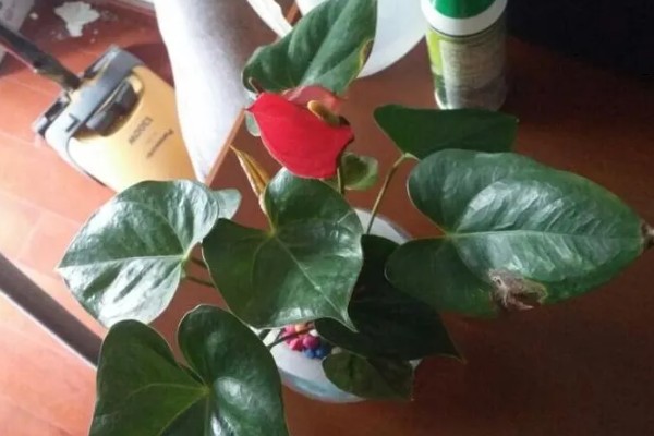 红掌叶子下垂如何补救，立刻将其取出为土壤松土