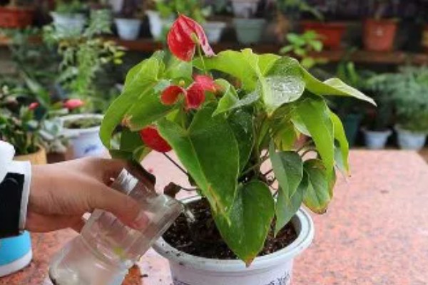 红掌叶子下垂如何补救，立刻将其取出为土壤松土