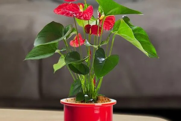 红掌叶子下垂如何补救，立刻将其取出为土壤松土