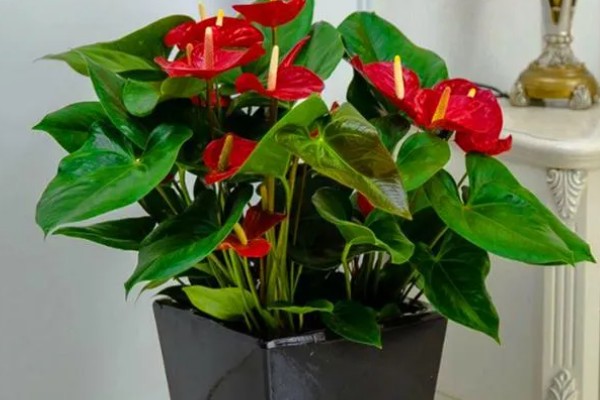 红掌叶子下垂如何补救，立刻将其取出为土壤松土