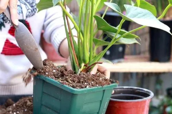 红掌叶子下垂如何补救，立刻将其取出为土壤松土