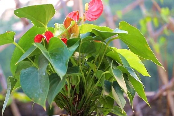 红掌叶子下垂如何补救，立刻将其取出为土壤松土