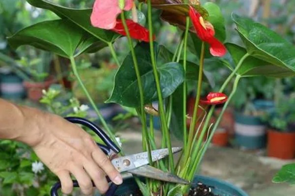 红掌叶子下垂如何补救，立刻将其取出为土壤松土