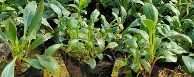 钓钟柳的栽培方法，以扦插、播种、分株为主