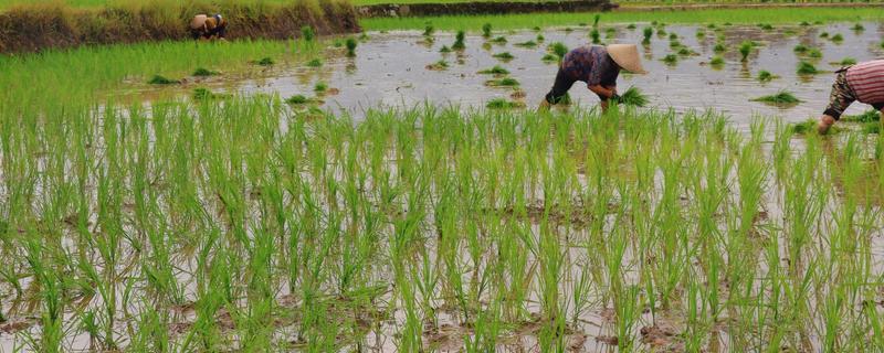 水稻什么时候种植，早到可在3月底4月初播种