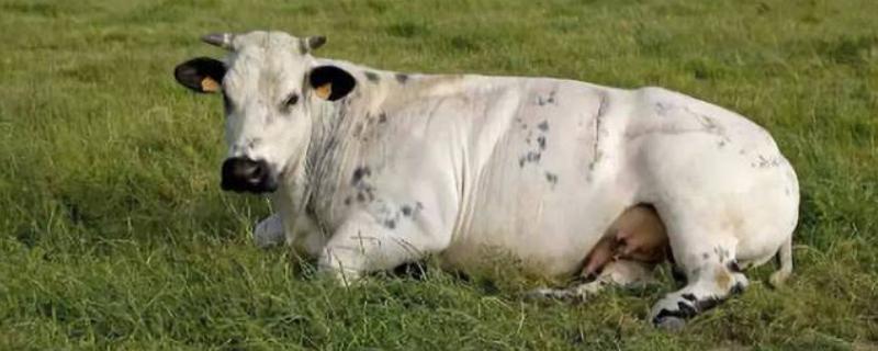 母牛下犊前几天会流粘液，前1-2天会有