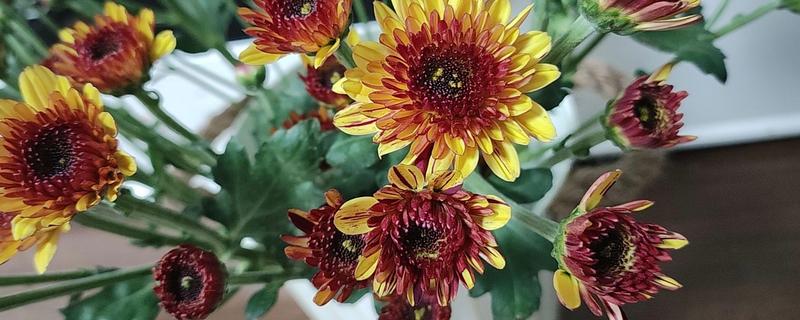 小雏菊如何醒花，第一时间不进行任何的修剪