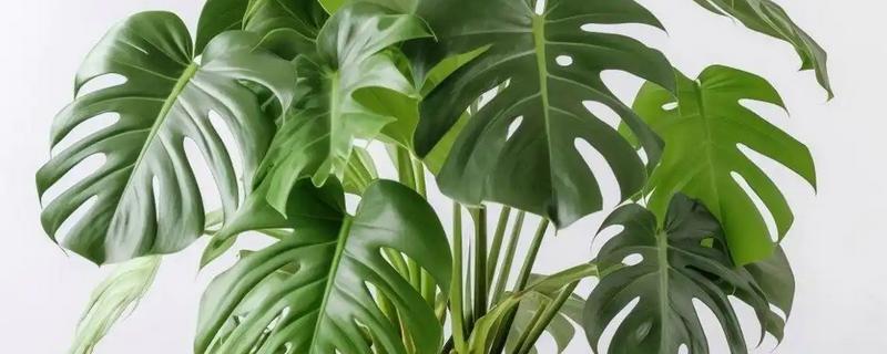 让龟背竹快速开背的方法，首先要提供充足的阳光