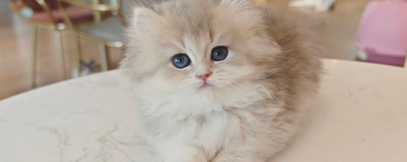 猫咪为什么会忽然呕吐，可能是饮食不当、肠胃不适等因素导致