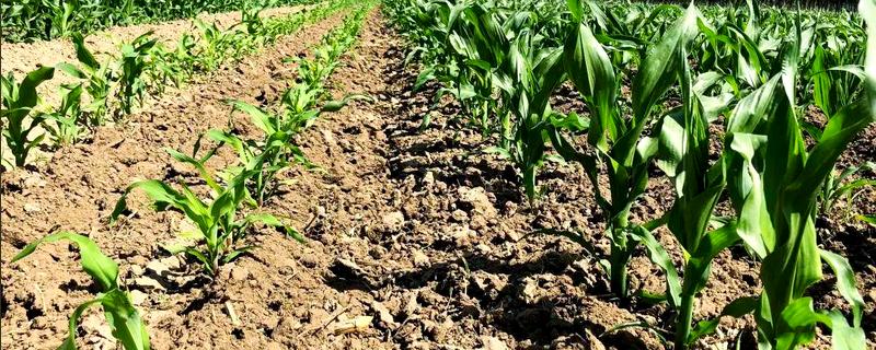 玉米的补苗方法，在前后两头有苗埯的地方各留双株苗