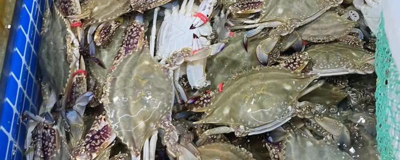 养殖梭子蟹要注意什么，水源不能受到污染