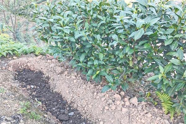 山茶树施什么肥，磷肥的比重较大