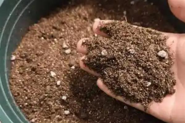 山茶树施什么肥，磷肥的比重较大