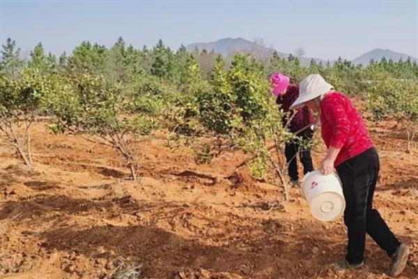 山茶树施什么肥，磷肥的比重较大
