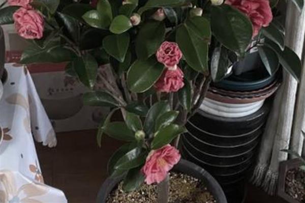 山茶树施什么肥，磷肥的比重较大