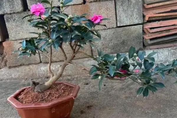 山茶树施什么肥，磷肥的比重较大