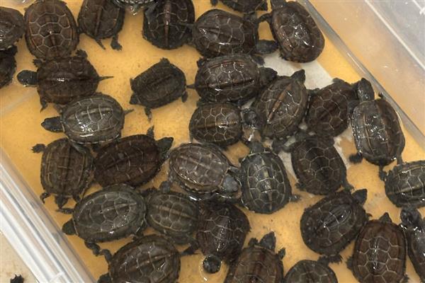 乌龟肺炎会传染吗，乌龟肺炎是会传染的