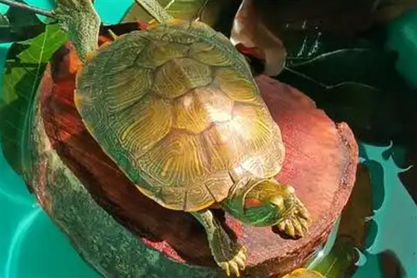 乌龟肺炎会传染吗，乌龟肺炎是会传染的